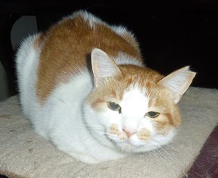 chako
